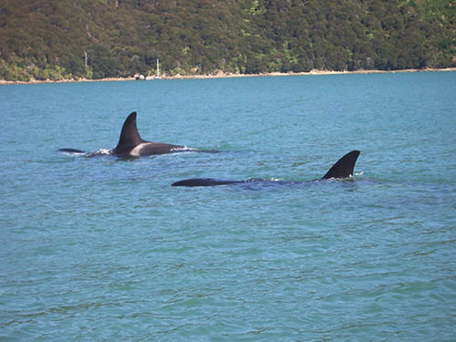 orca maud island tour
